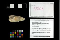 Foto (Objekt + Etikett) von Pithonoton marginatum (von Meyer, 1842)  (NHMW-GEO-2014-0194-0868)